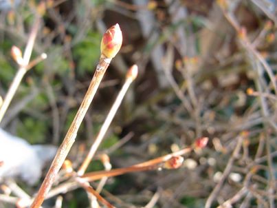 写真: 店の横に植えているドウダンツツジの花のつぼみも日に日にに大きくなっています。
このつぼみが開花するのももう少し、開花する時には同じく金沢の春、桜花爛漫・・・