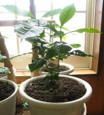 写真: 「植物に音楽を聴かせると元気になる?」