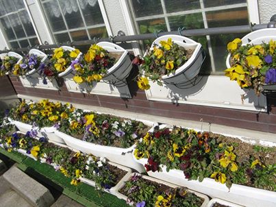 写真: 金沢の春の音連れは花のつぼみの開花からも伝わります。
